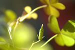 Flowers 15 - 07