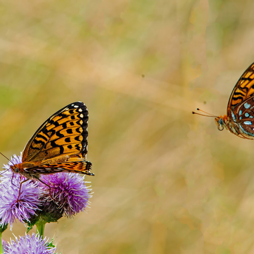 Atlantis Fritillaries exhibit courting behavior while nectaring on wildflowers @ Ross Island, Grand Manan, NB, Canada