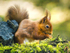 Red squirrel in Northumberland