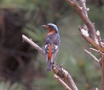 White Throated Rock Thrush