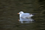 Black-headed Gull