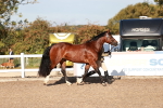 Class 402 - IH  Veteran pony portfolio