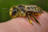 Megachile centuncularis (f)