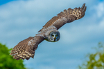 great grey owl stryx nebulosa-9289