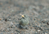 A medium ground Finch female