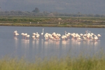 Greater Flamingoes