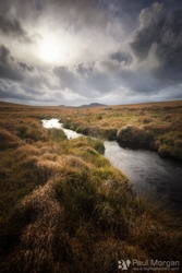 Brooding