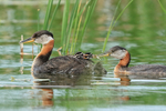 Red-necked Grebe portfolio
