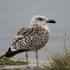Great Black-backed Gull (Larus marinus) juv/1W