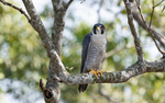 Peregrine Falcon