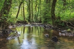 Summer Stream