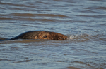 Atlantic Grey Seal