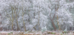 Woodland Frost