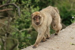 Barbary Macaque walking, Rock of Gibraltar