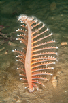 Pennatula phosphorea