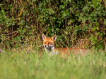 Red Fox