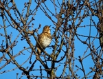 Song Thrush