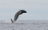 A false killer whale breaching