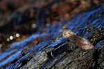 Marine Otter sat on rock looking out to sea, Chanaral Island, Chile