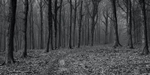 Misty Beech in Monochrome