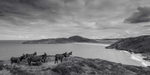 Donkeys at Tra na Rossan Bay