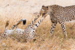 Cheetahs Playing 2