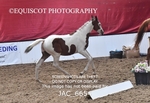 JAC_6654