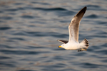 in-flight