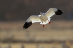 Ross's Goose backlit landing approach, Bosque del Apache, New Mexico