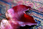 Flowers Set 04 - 06