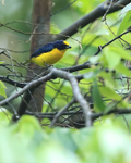 Thick-billed Euphonia portfolio