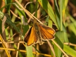 Essex Skipper