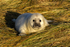 Grey Seal Pup
