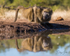 Baboon Reflection 3