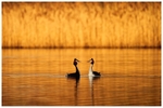 Great Crested Grebe Courtship