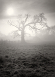 Foggy Dream