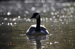 Canda Goose at dusk