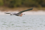 Reddish Egret in flight, Florida