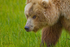 Bear Close-up