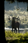RED DEER RUTTING ref rdr 13