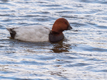 Pochard