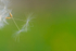 Dandelion Seeds, Ireland