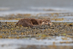 Otter - Lutra lutra