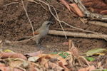 Greyish Baywing on the...