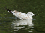 Ring-billed gull (1st winter), Canmore, Canada