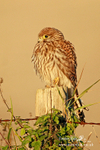 Kestrel 111112 1