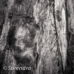 Bark 49