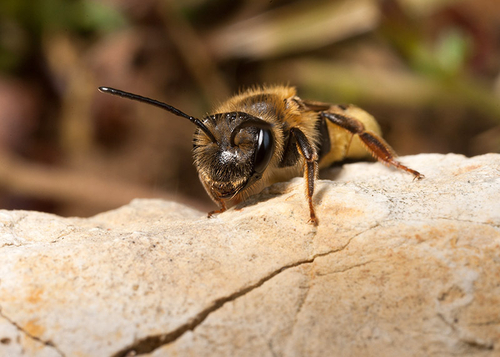 A female with pollen load. Warwickshire, May 2012.