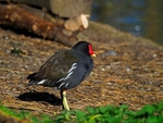 Moorhen