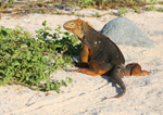 IMG_6476 Galapagos Land Iguana